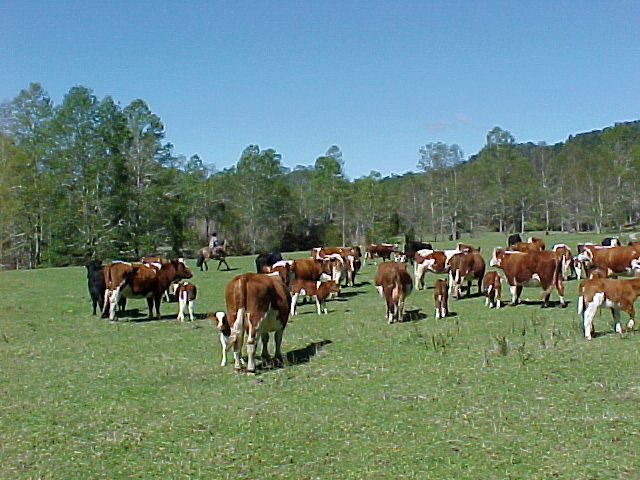 Spring herding